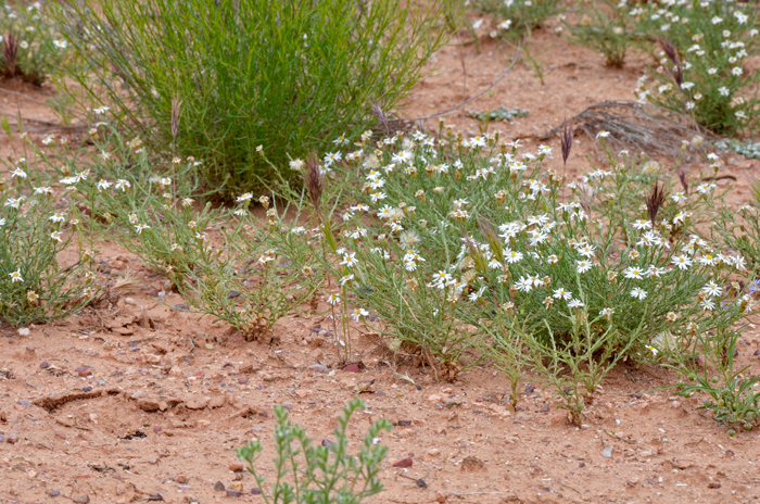 Rose Heath is found in elevations from 1,500 to above 7,000 feet. Plants and low-growing up to 6 inches or less.  Chaetopappa ericoides 